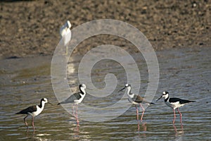 White-backed stilt fishisg in the lagoon