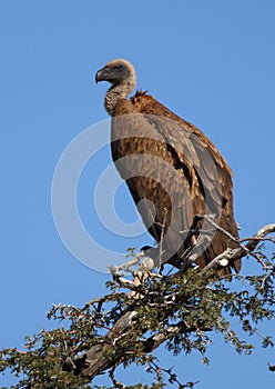 White Backed Vulture
