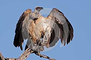 White-backed vulture