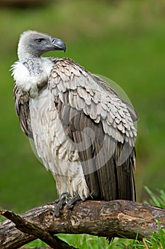 White-Backed Vulture