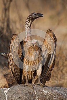 White-backed vulture