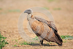 White-backed vulture