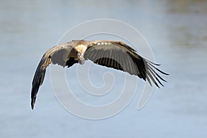 White-backed Vulture