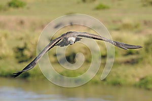 White-backed Vulture