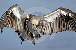 White-backed Vulture