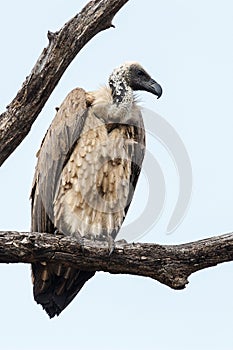 White-backed Vulture