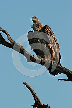 White Backed Vulture photo