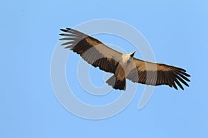 White-backed Vulture