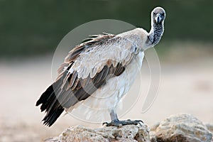 White-backed vulture photo