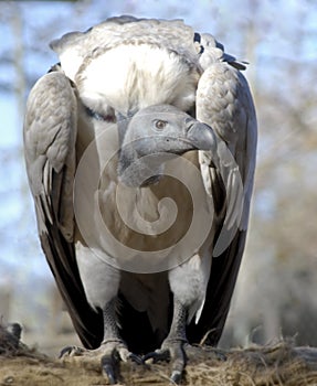 White-backed vulture