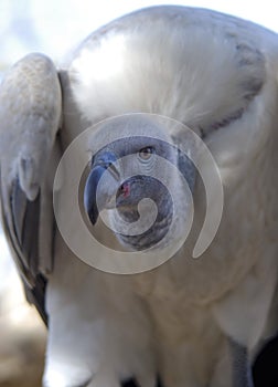 White backed vulture