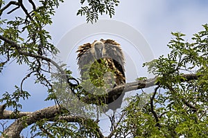 White-backed Vulture, Botswana, Africa