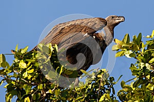 White Backed-Vulture - Chobe N.P. Botswana, Africa