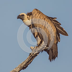 White backed vulture in dead tree