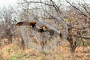 White-backed Vulture in flight