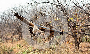 White-backed Vulture in flight