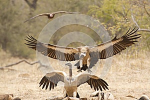 White Backed Vulture in flight, South Africa photo