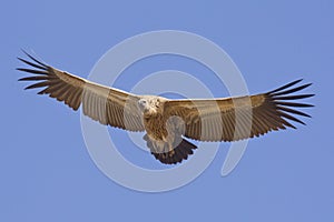 White Backed Vulture in flight, South Africa
