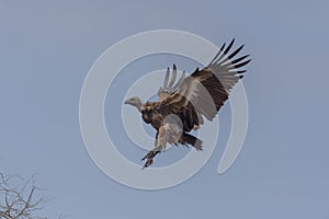 White backed vulture flying