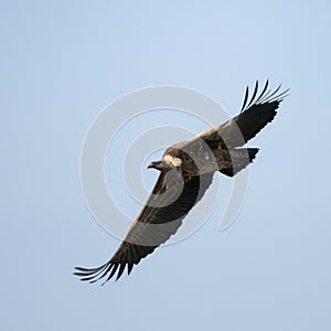 White-backed Vulture flying in Serengeti