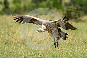 White-backed vulture glides with talons hanging down