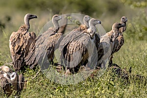 White backed vulture group