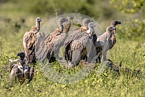 White backed vulture group