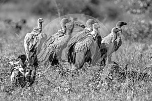 White backed vulture group in black and white