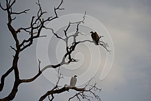 White backed vulture group Gyps africanus couple Old World vulture family Accipitridae photo
