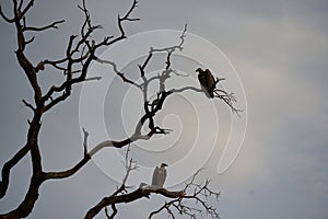 White backed vulture group Gyps africanus couple Old World vulture family Accipitridae