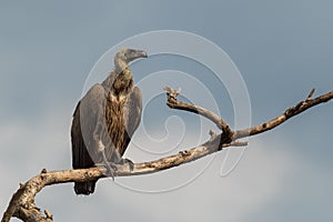 White-backed Vulture - Gyps africanus