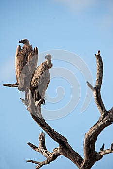 White-backed vulture (Gyps africanus)