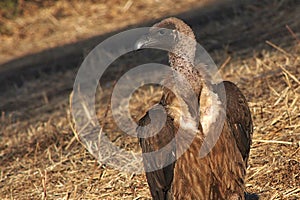 White-backed vulture, Gyps africanus, Chobe National Park