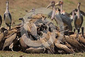 White-backed Vulture (Gyps africanus) crowding on Hippopotamus c