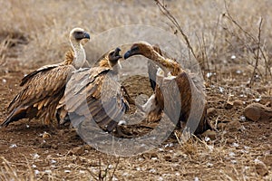 White-backed vulture Gyps africanus fighting for the carcasses.Typical behavior of bird scavengers around carcass, rare