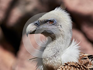 White-backed Vulture Gyps africanus photo