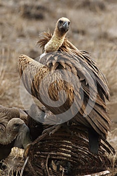 The white-backed vulture Gyps africanus sitting on the remains of prey