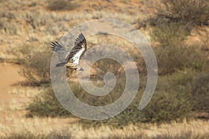 White backed Vulture in Kgalagadi transfrontier park, South Africa