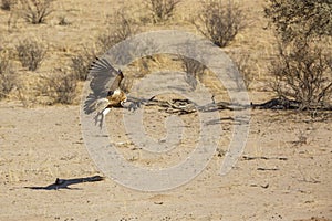 White backed Vulture in Kgalagadi transfrontier park, South Africa