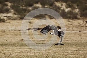White backed Vulture in Kgalagadi transfrontier park, South Africa