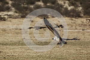 White backed Vulture in Kgalagadi transfrontier park, South Africa