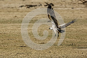 White backed Vulture in Kgalagadi transfrontier park, South Africa