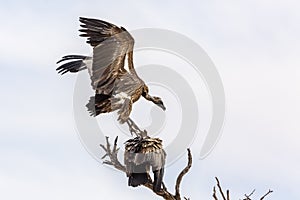 White backed Vulture in Kgalagadi transfrontier park, South Africa