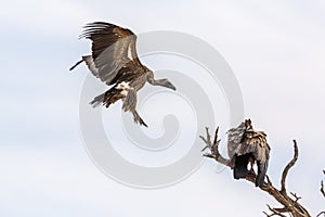 White backed Vulture in Kgalagadi transfrontier park, South Africa