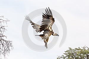 White backed Vulture in Kgalagadi transfrontier park, South Africa