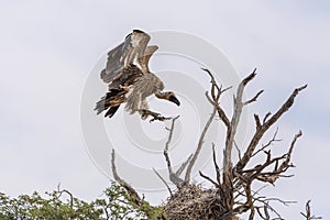 White backed Vulture in Kgalagadi transfrontier park, South Africa