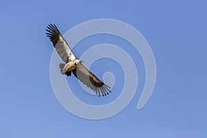 White backed Vulture in Kgalagadi transfrontier park, South Africa