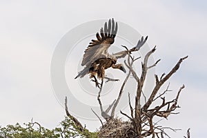 White backed Vulture in Kgalagadi transfrontier park, South Africa