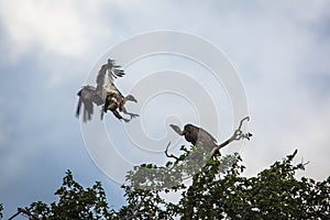 White backed Vulture in Kruger National park, South Africa