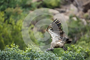 White backed Vulture in Kruger National park, South Africa